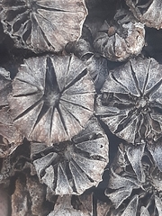 Pleiospilos compactus