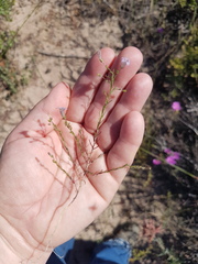 Wahlenbergia paniculata