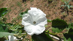 Ipomoea carnea