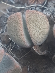 Pleiospilos compactus
