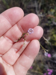 Wahlenbergia paniculata
