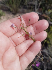 Wahlenbergia paniculata