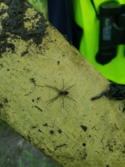 Dolomedes tenebrosus