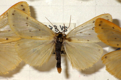 Setina irrorella