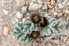 Hamadryas delfinii