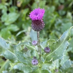 Cirsium arvense