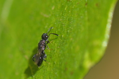 Dirhinus hesperidum