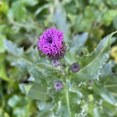 Cirsium arvense