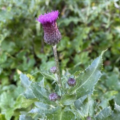 Cirsium arvense