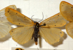 Setina irrorella