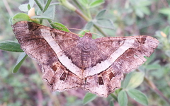 Chiasmia nora