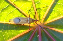 Zelus grassans