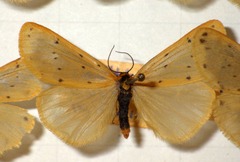 Setina