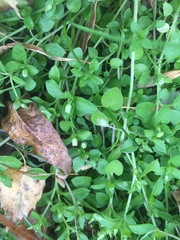 Stellaria media