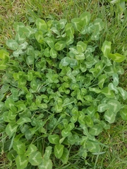 Trifolium pratense