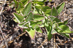 Senecio crenatus