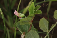 Pisum sativum sativum