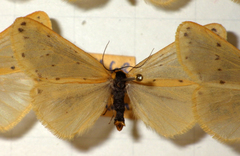 Setina