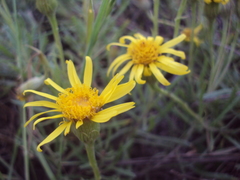 Senecio ceratophylloides