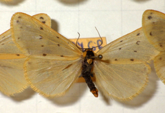 Setina