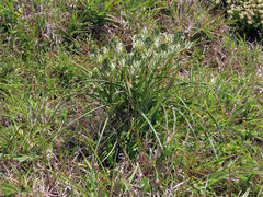 Albuca longifolia