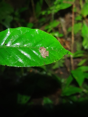 Crowned Rainfrog, Pristimantis diadematus