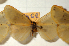 Setina