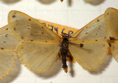 Setina