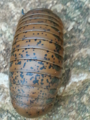 Arthrosphaera versicolor