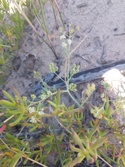 Capnophyllum africanum
