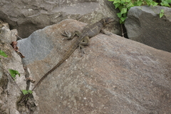 Hydrosaurus microlophus
