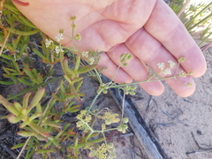 Capnophyllum africanum