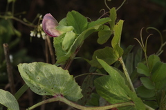 Pisum sativum sativum