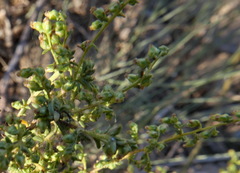 Artemisia monosperma