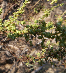 Artemisia monosperma