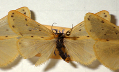 Setina
