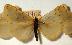 Setina
