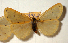 Setina