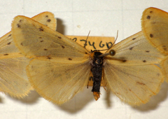 Setina