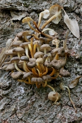 Mycena semivestipes