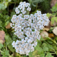 Achillea millefolium