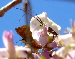 Sphaenothecus maccartyi