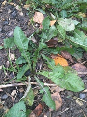 Taraxacum officinale