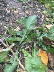 Taraxacum officinale