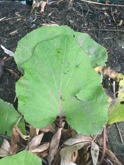 Tussilago farfara