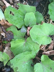 Tussilago farfara