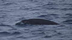 Mesoplodon europaeus