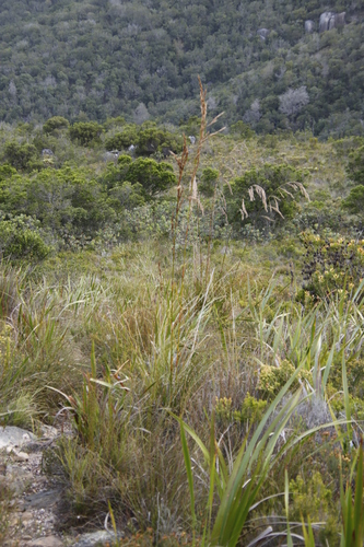 Image of Tetraria involucrata by (c) Tony Rebelo, some rights reserved (CC BY-SA)