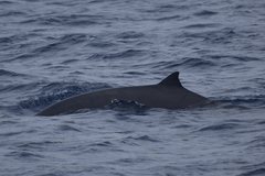 Mesoplodon europaeus