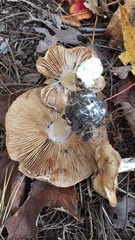 Agaricus bisporus bisporus